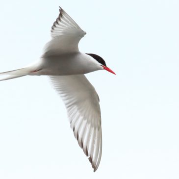 Manx BirdLife Point of Ayre National Reserve to host first family event