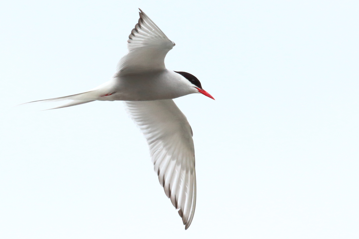 Arctic Tern (Neil G. Morris)