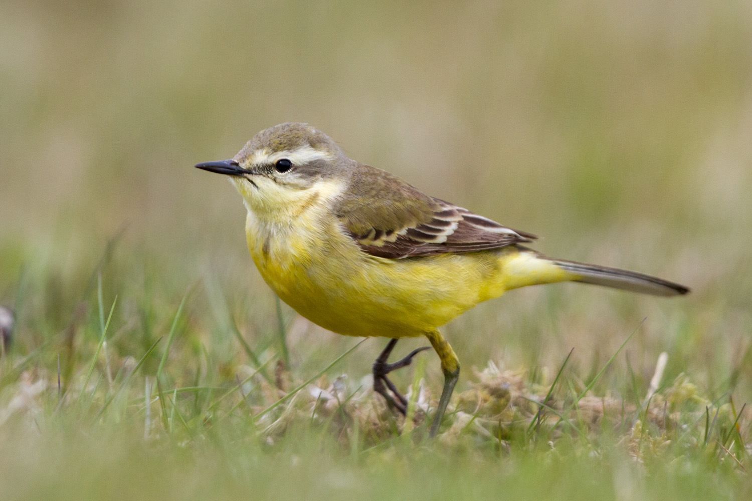 Yellow Wagtail (Neil G. Morris)