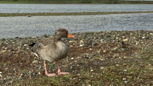 Greylag Goose with suspected bird flu.