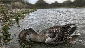 Moribund Greylag Goose.