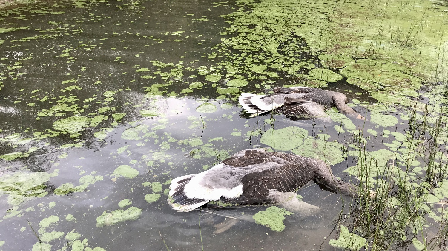 Dead Greylag Geese. Suspected bird flu victims.