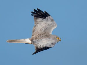 Hen Harrier © Peter Christian