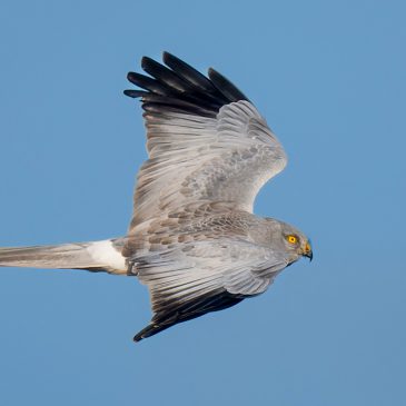 Hen Harrier breeding census reveals Island’s population of iconic bird of prey to be stable for now