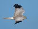 Onshore wind: A brief interim statement by Manx BirdLife