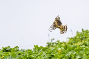 Hen Harrier © Neil G. Morris