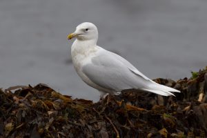 Glaucous Gull © Neil G. Morris