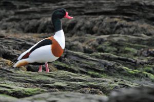 Shelduck © Neil G. Morris