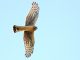 Young English Hen Harrier arrives in the Isle of Man