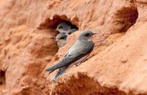 Sand Martin on nesting bank