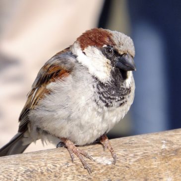 20 years of Manx BirdLife Garden Birdwatch