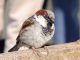 20 years of Manx BirdLife Garden Birdwatch