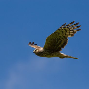 Hen Harrier survey results 2023: Numbers improve, but much more to be done