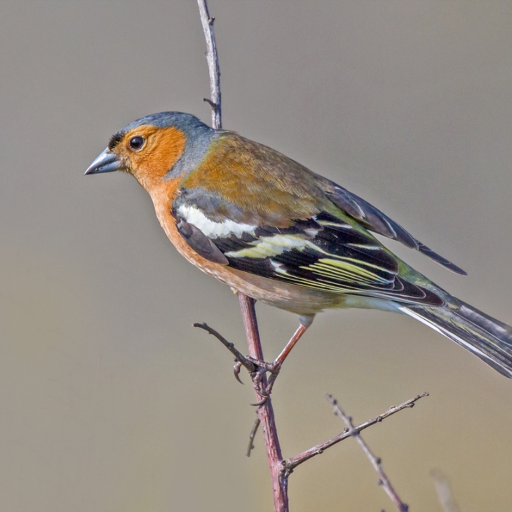 NEWS - Manx BirdLife