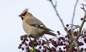 waxwing_2020-02-14_MG_8701 Neil G Morris