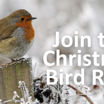 Join the Christmas Bird Race 2024!