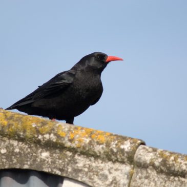 2024 Isle of Man Chough Census