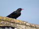 2024 Isle of Man Chough Census