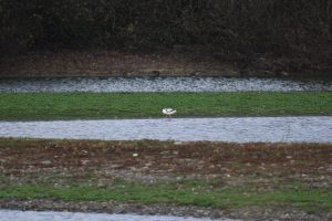 avocet on edge of pool