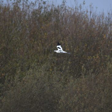 Manx BirdLife Celebrates a Landmark Year of Achievements in 2024