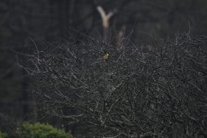 yellowhammer in bush