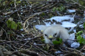 small chick in nest