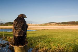adult buzzard perched on a fence post