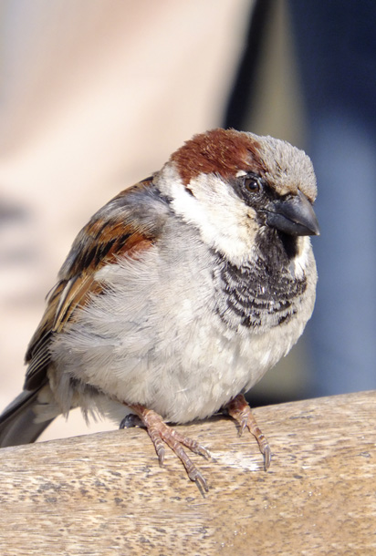 Male house sparrow sitting on a fence
