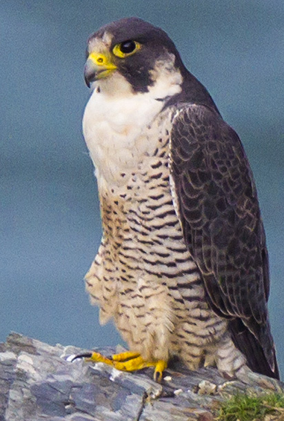 BANNER1-ManxBirdList-image2