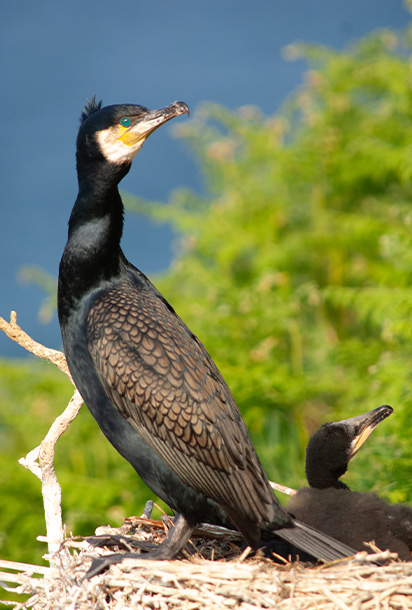 bird webcams page small banner 412 x 610 150 DPI